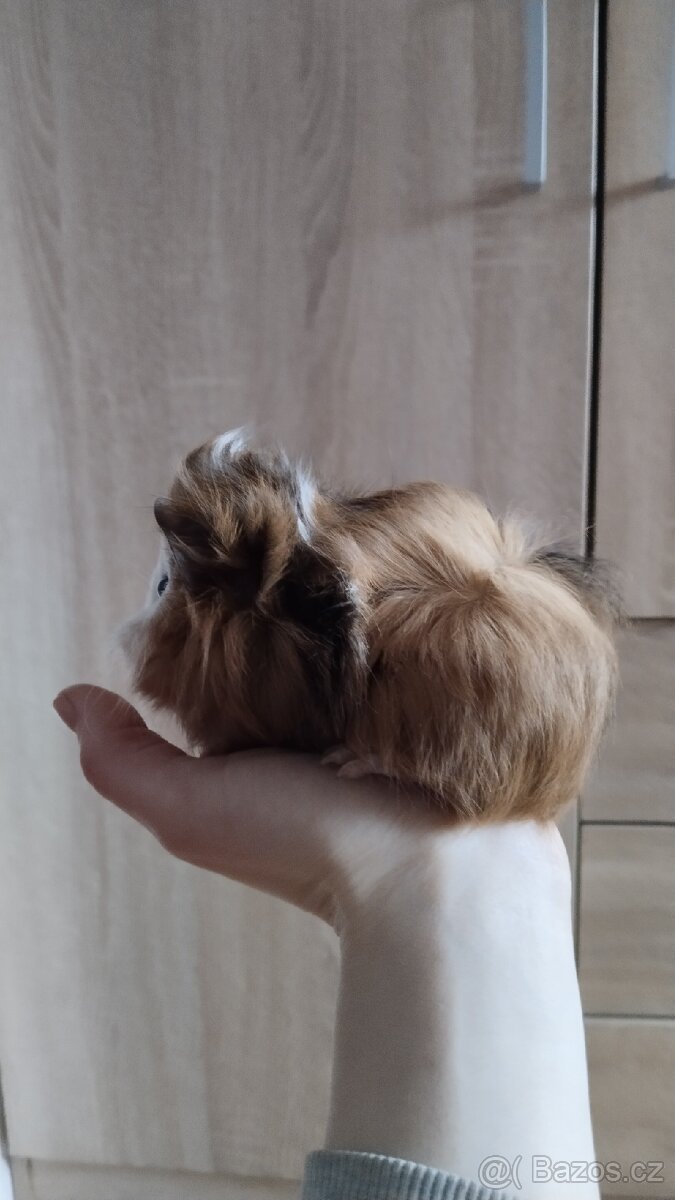 Morče, morčata, morčátka - 4