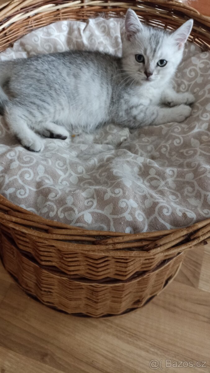 Britská koťátka whiskas s PP - 4