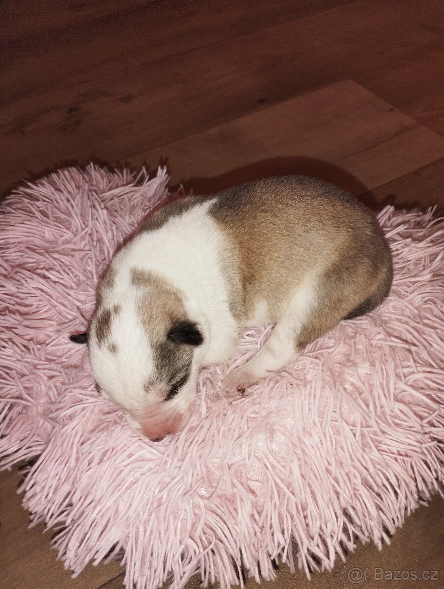 Sibiřský husky - 4