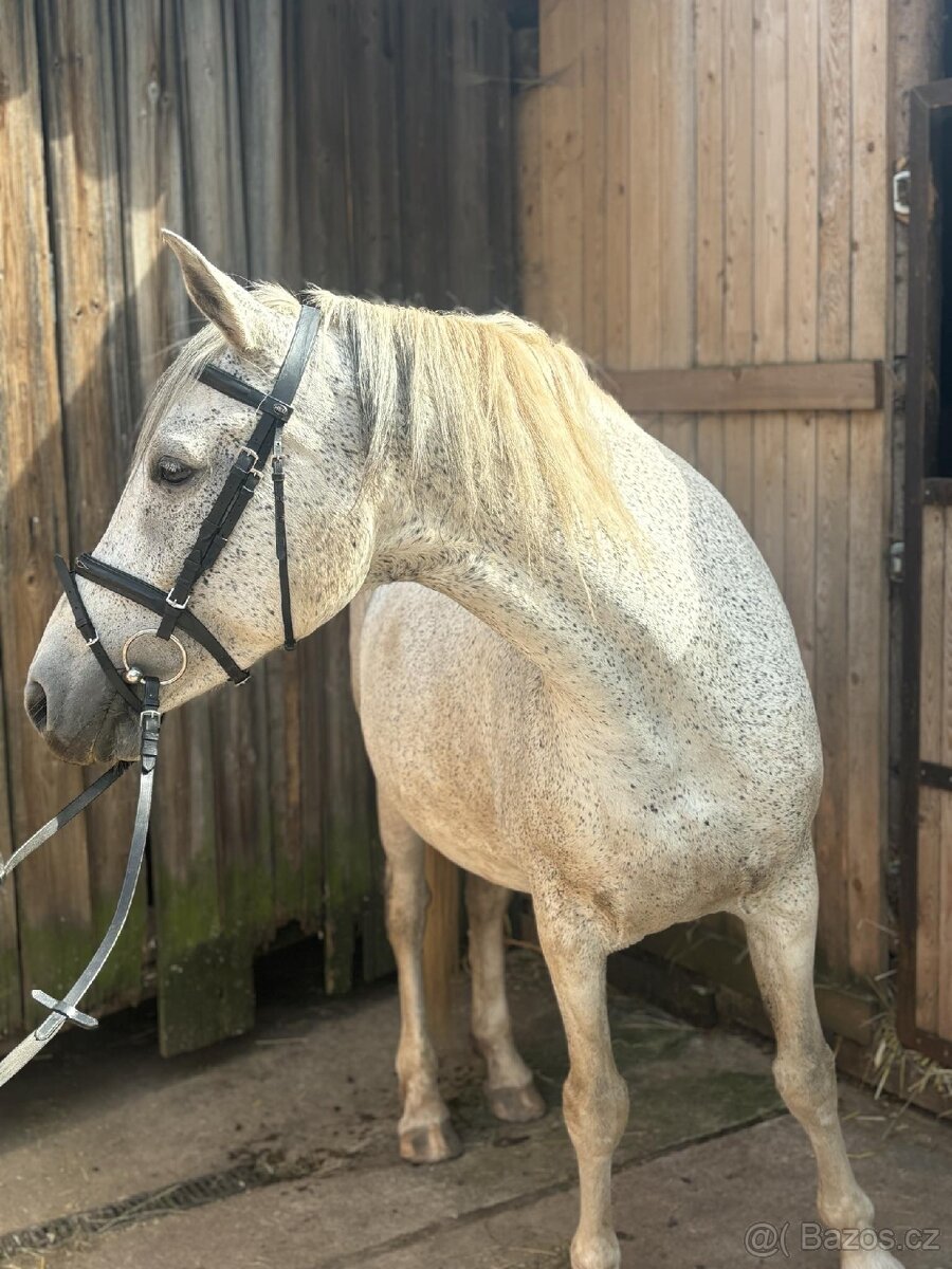 Březí kobyla WPBr - 4