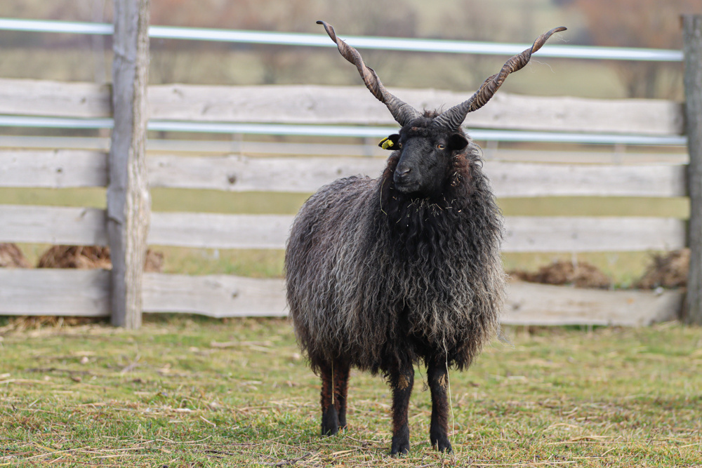 🏠 Prodáme černého berana spolu s nepříbuznou ovcí 🏠 - 4