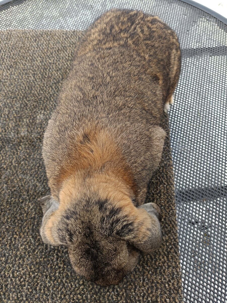 Prodám Francouzský beran divoký - 4