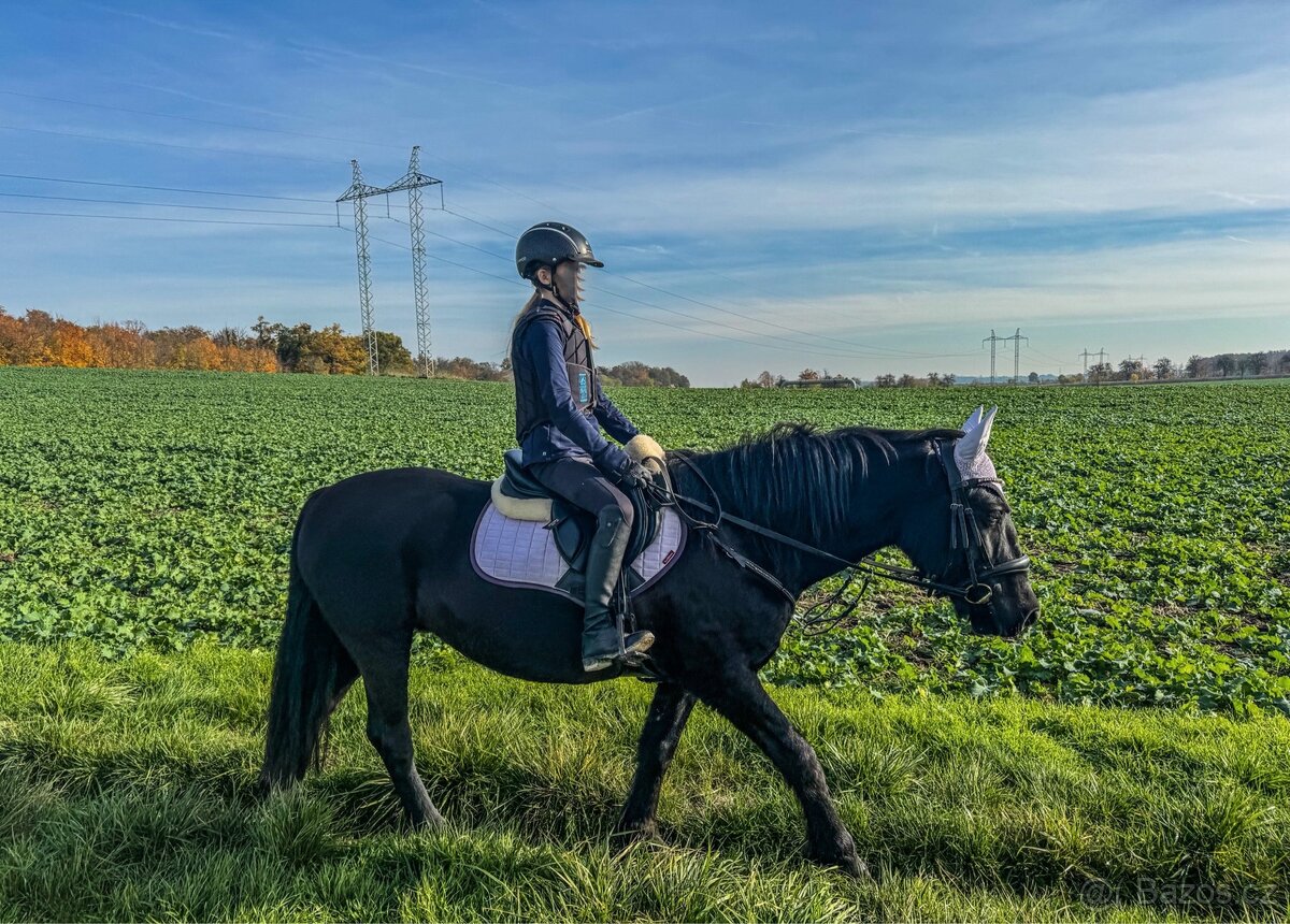 Fell Pony - kategorie B - 4