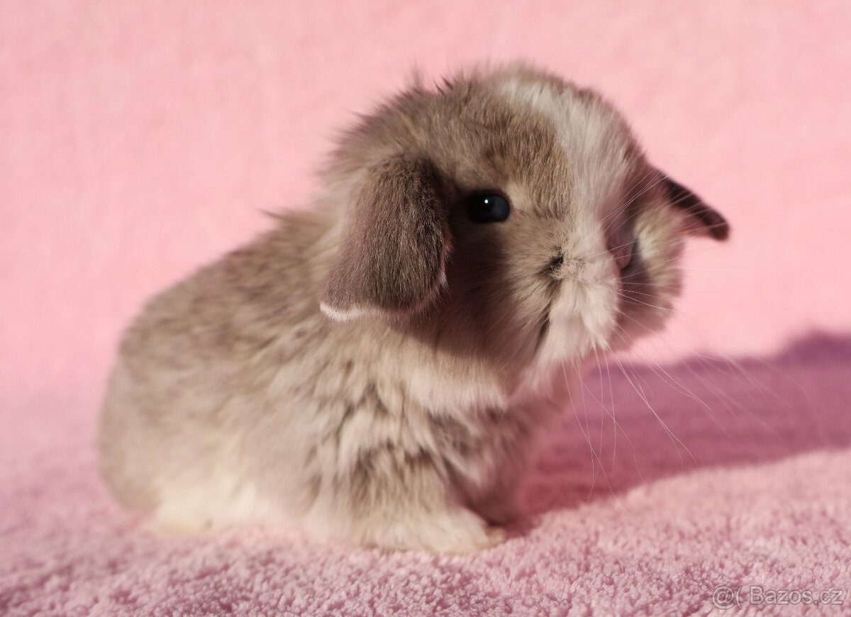 Zakrslí beránci NHD modrá očka . - 4