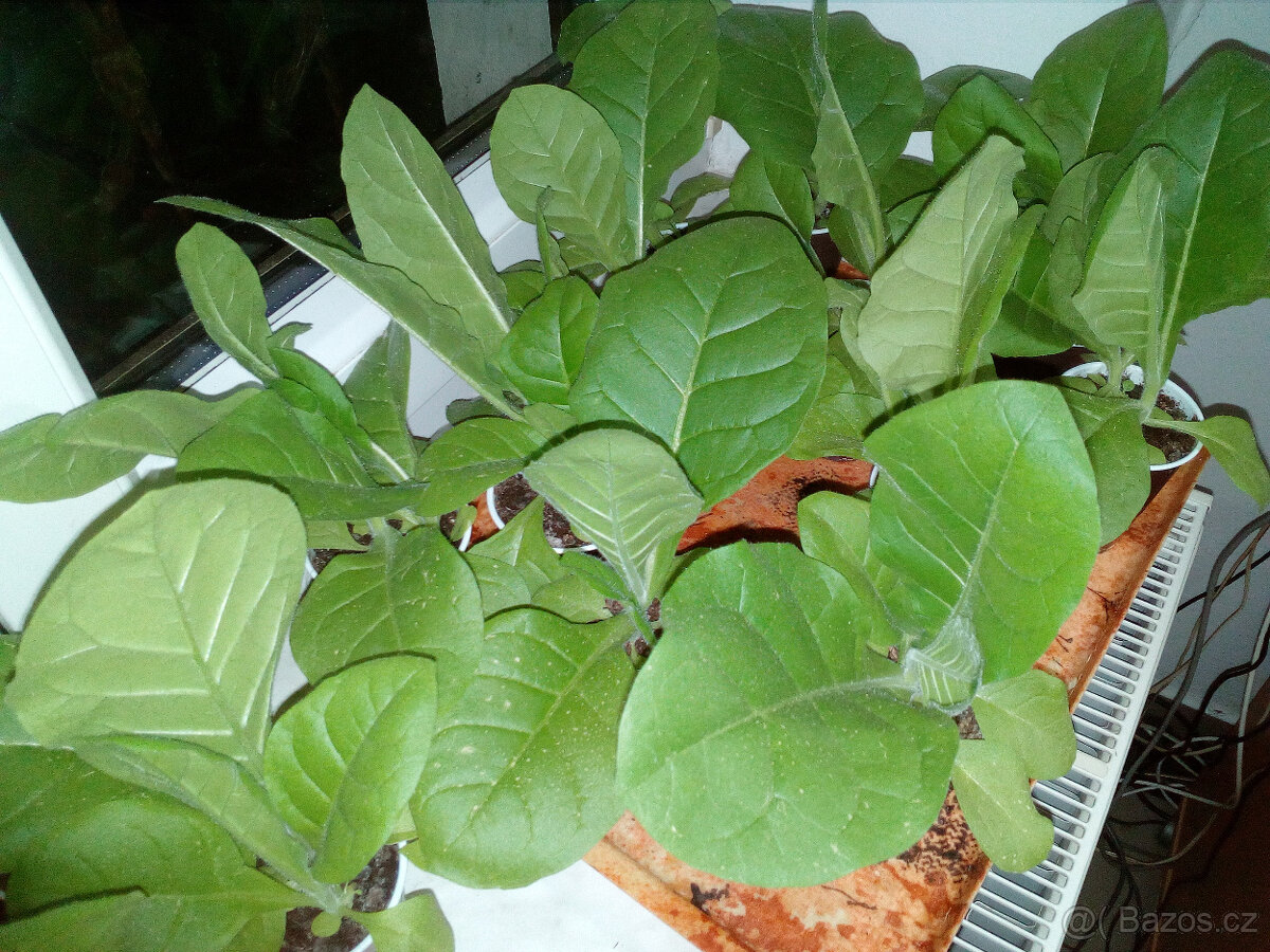 Virginský tabák semínka - 4