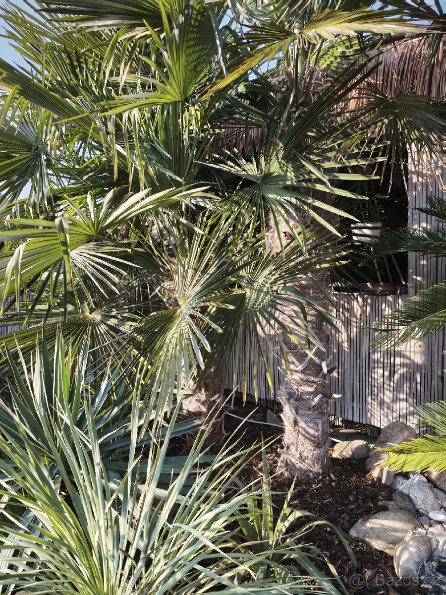 Semena - palma Trachycarpus Fortunej - 4