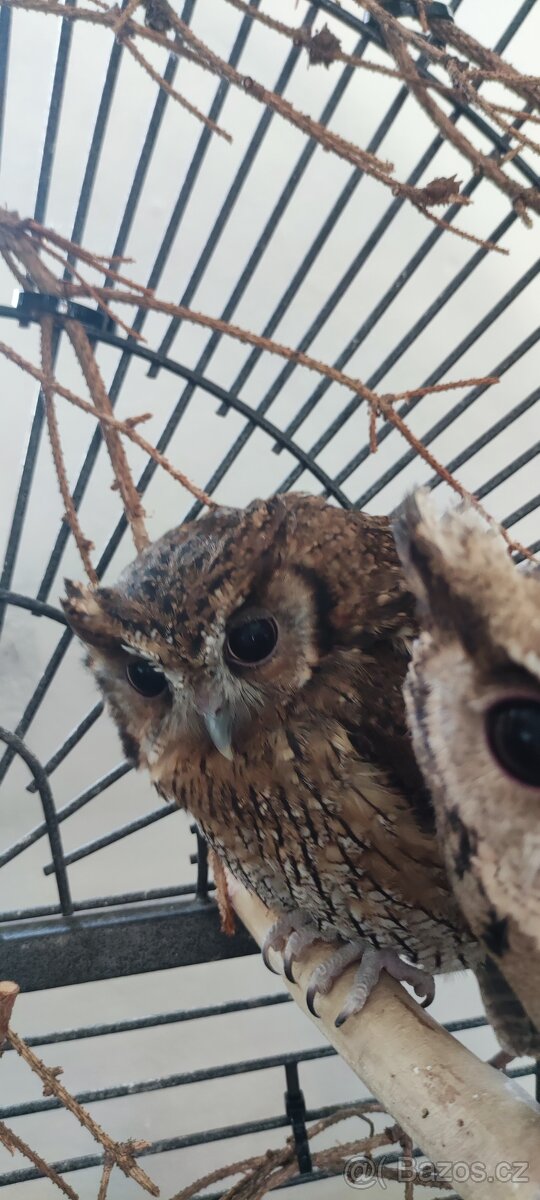 Výreček indický a jihoamerický - 4