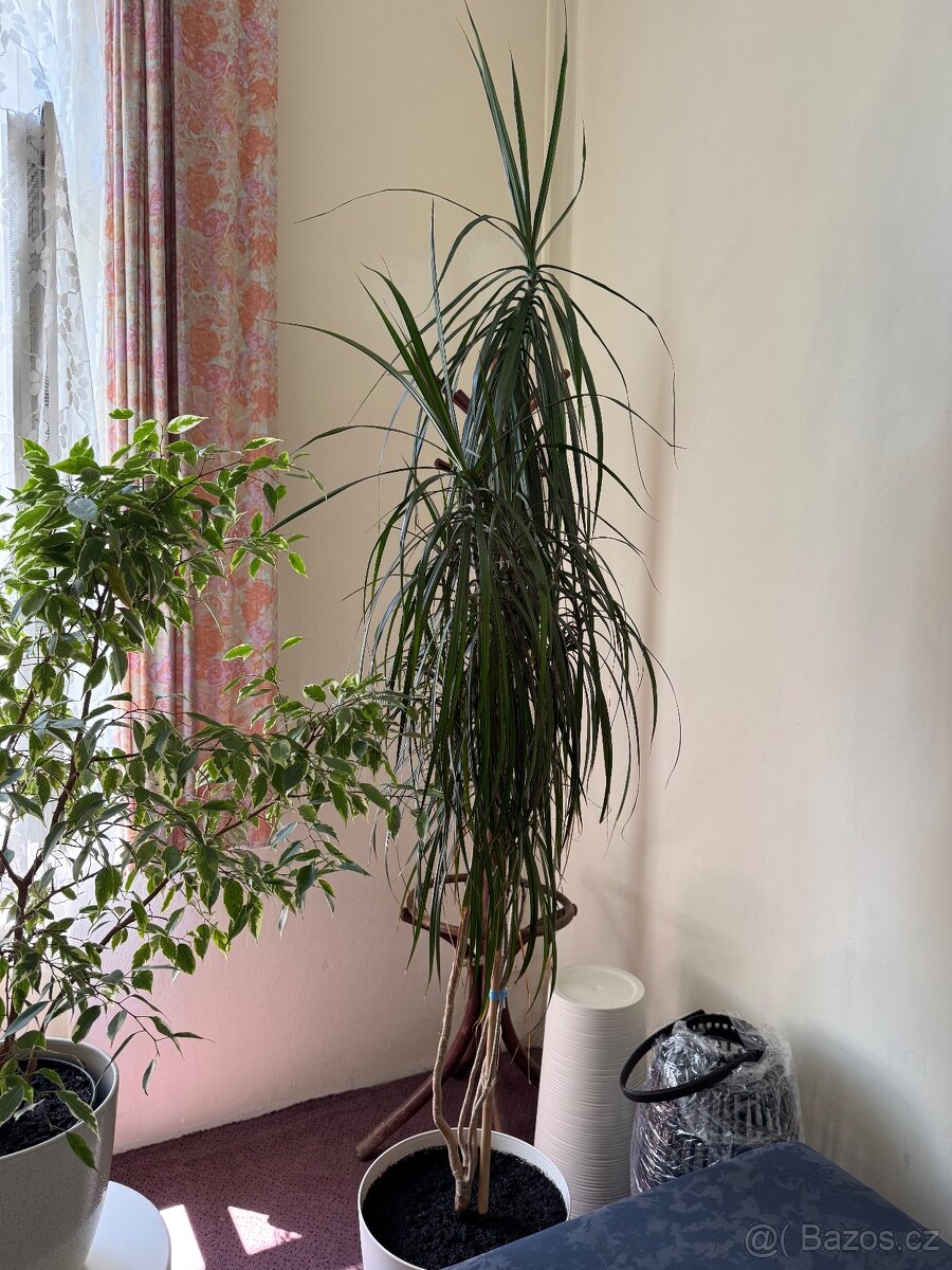 Květina Dracaena Marginata - Dračinec (Dracena) - 4