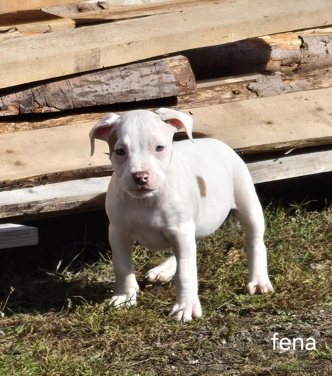 American bull standart - 4