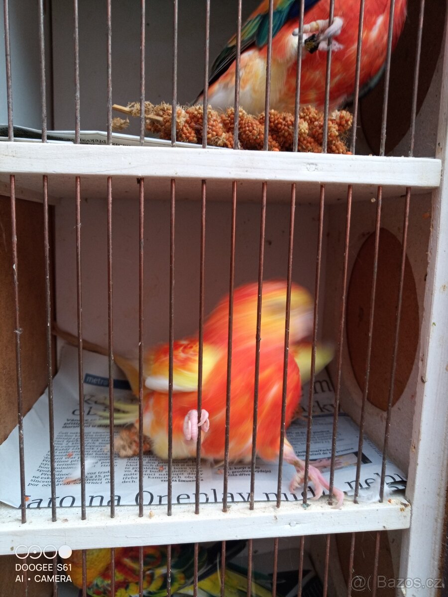 Papoušek zpěvavý - 4