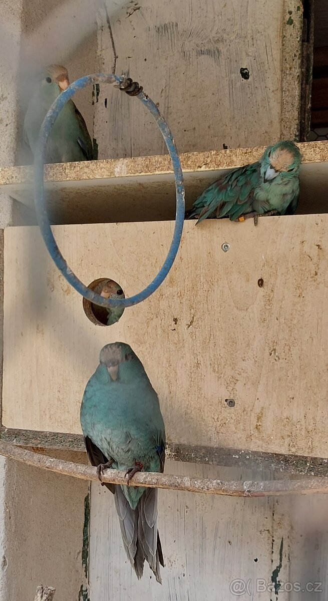 Prodam Kakariky modre - 4