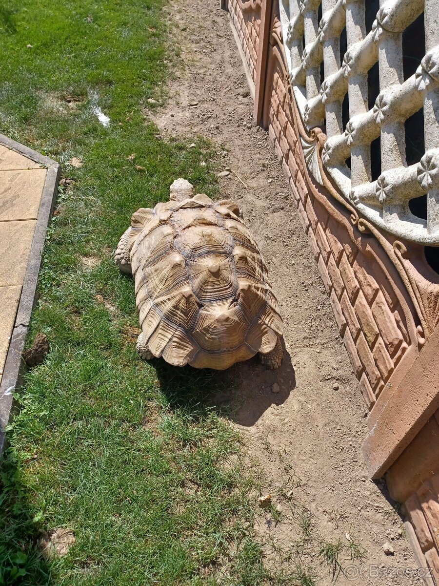 Želva sulcata - 4