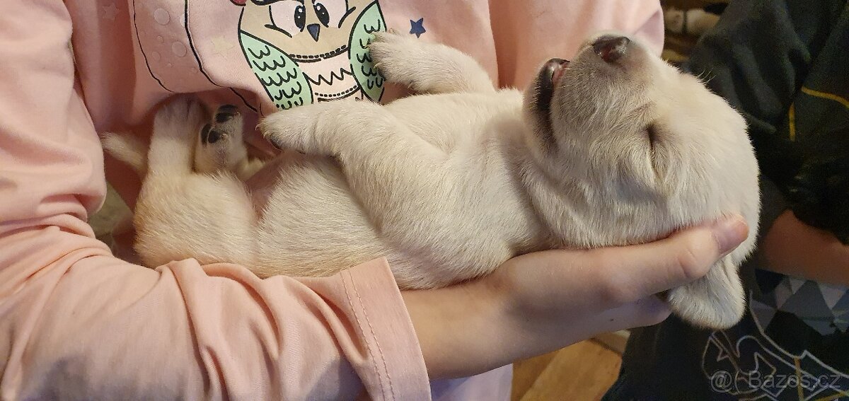 Labrador - černá a smetanová štěňátka - 4