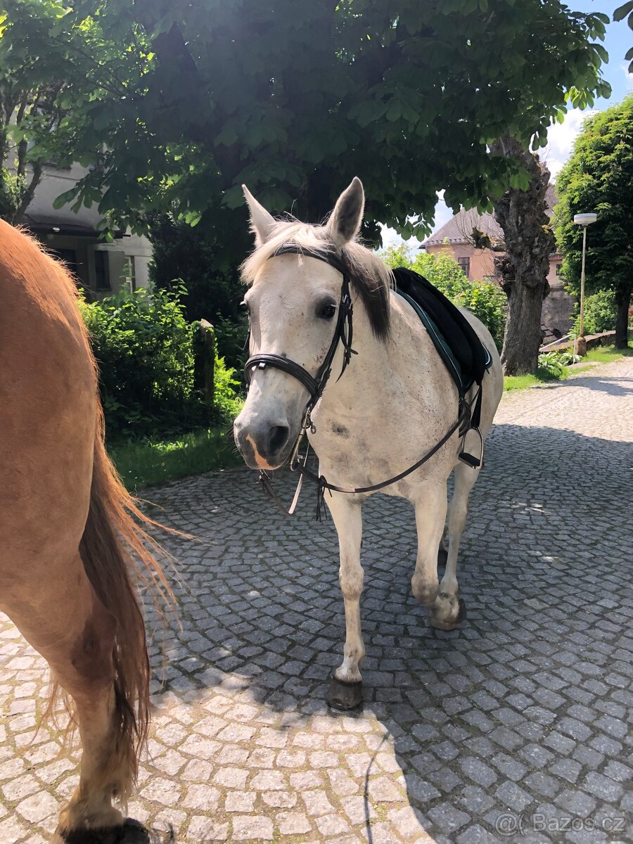 Pronájem klisny - 4