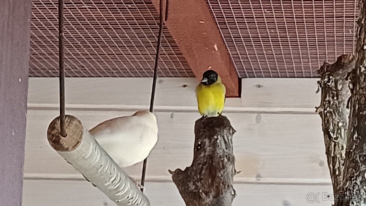 Čížek magelánský - 4