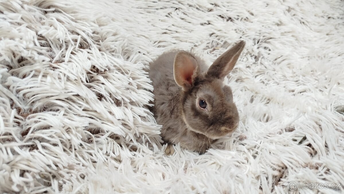 Zakrslý beránek,králíček,králík -(REX)-DIANA - 4