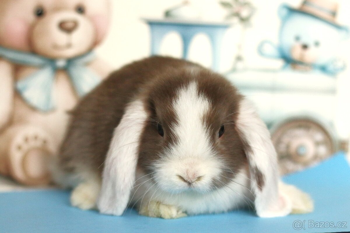 ❤️ Minilop samička ❤️ - 4