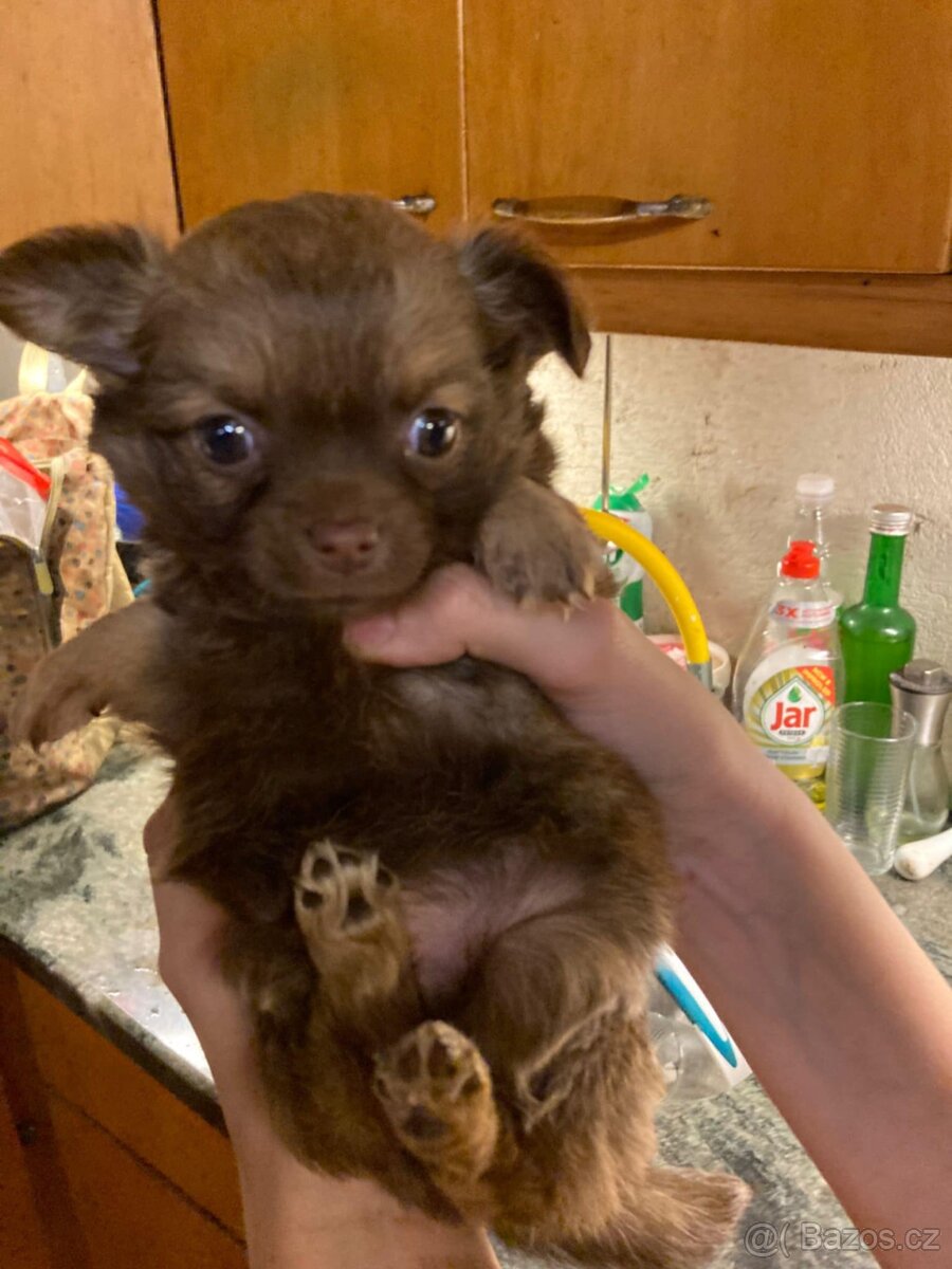 Štěňátka čivavy hledají hezké domovy. - 4