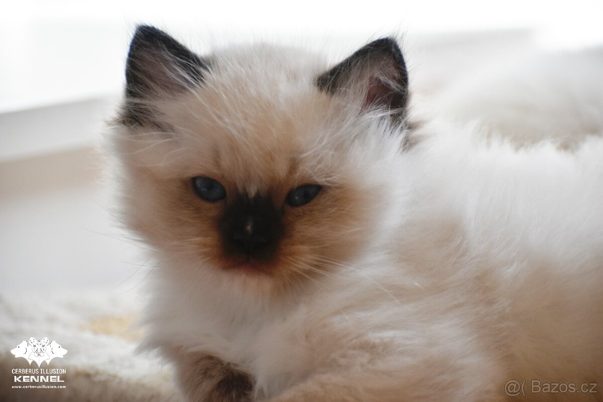 Ragdoll s PP - možná rezervace - 4