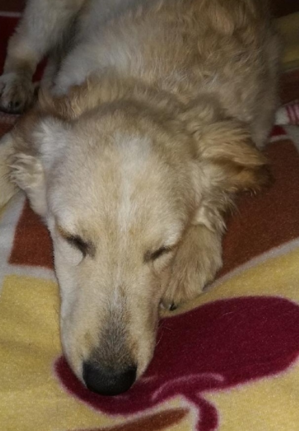 Labradorský retrívr - 4