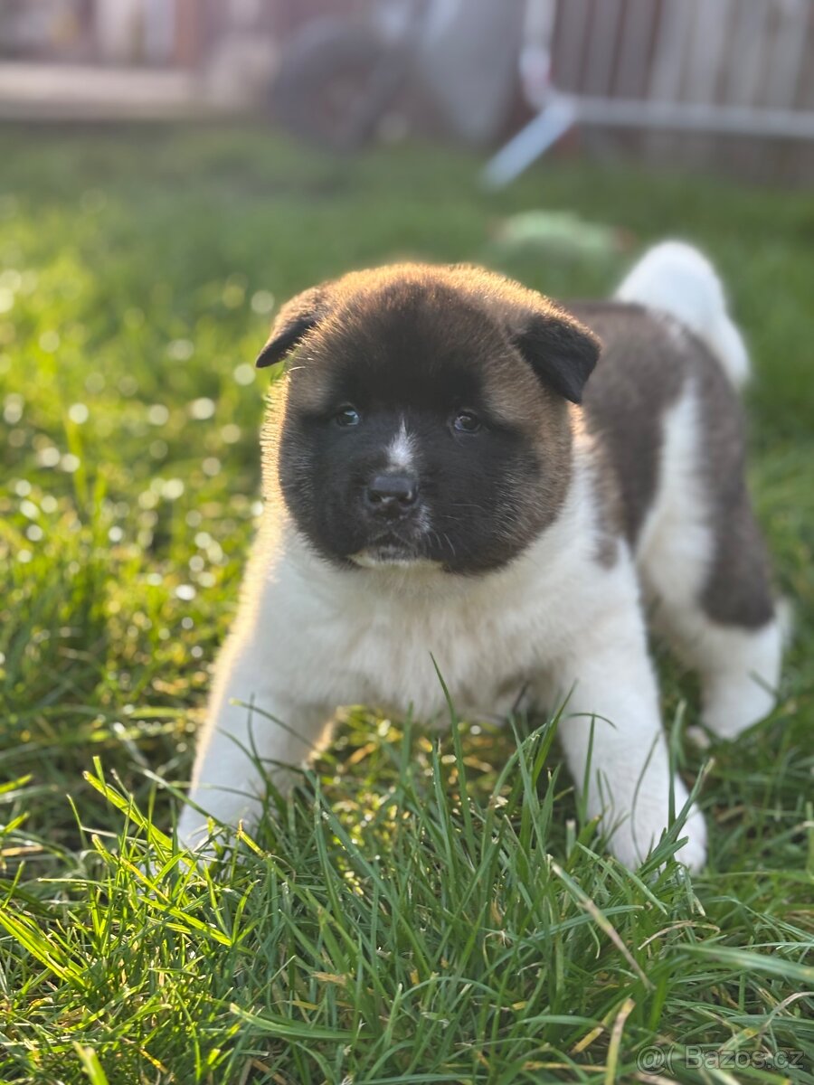 Americká akita - štěňata - 4
