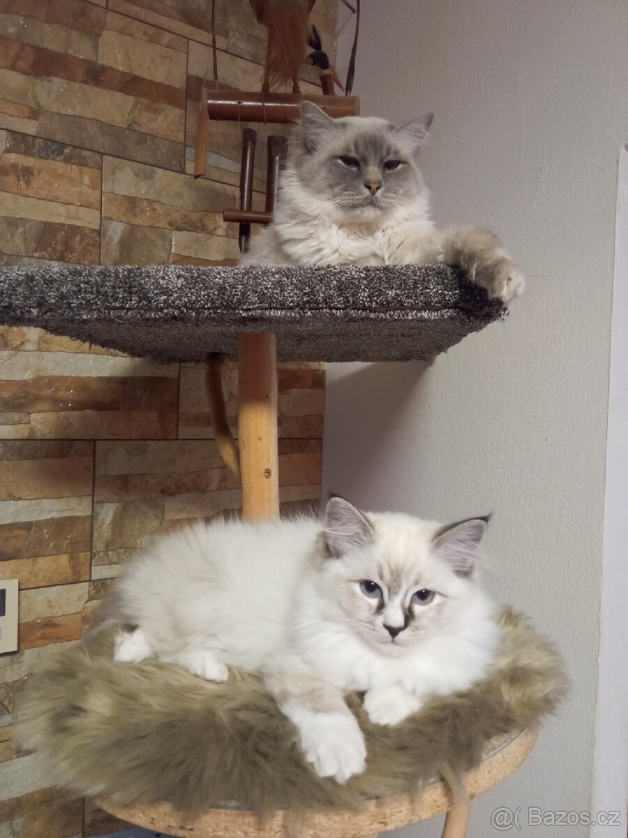 Kocourek Ragdoll ke krytí - 4