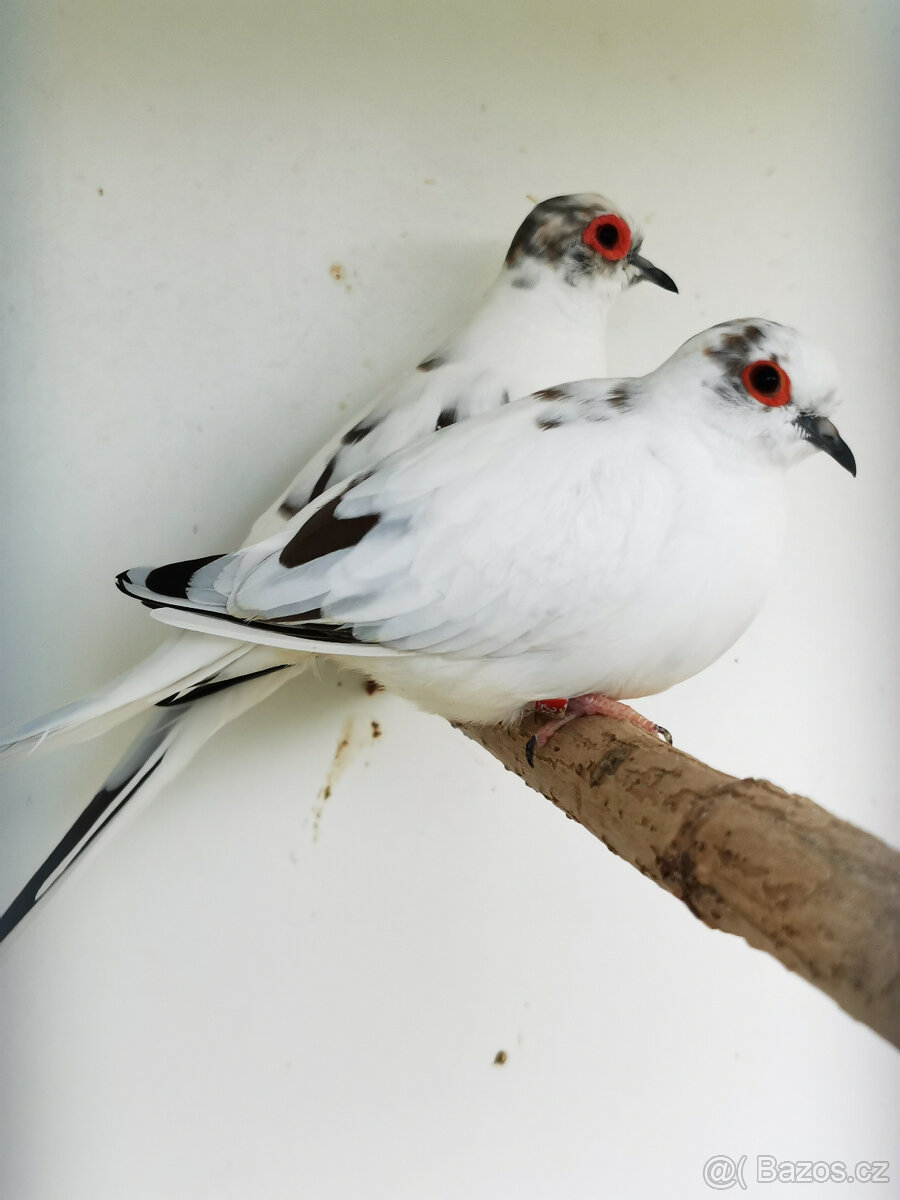 Holoubek diamantový straky 2025 - 4