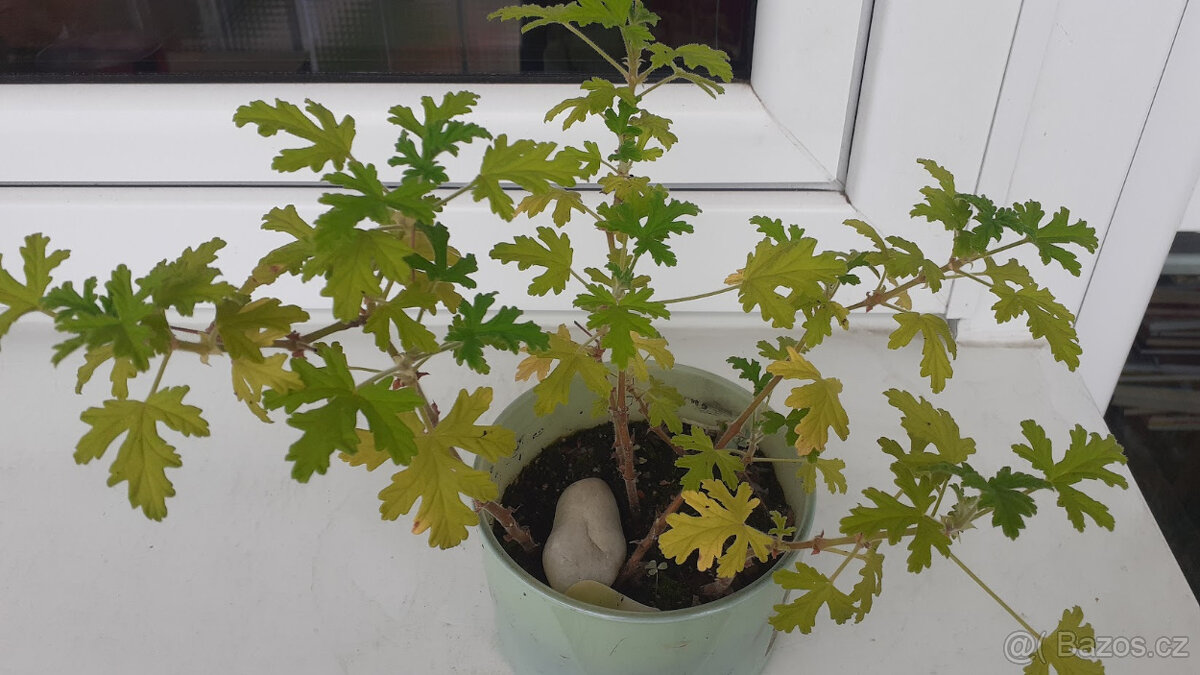 Pokojové rostliny, misky sukulentů - 4