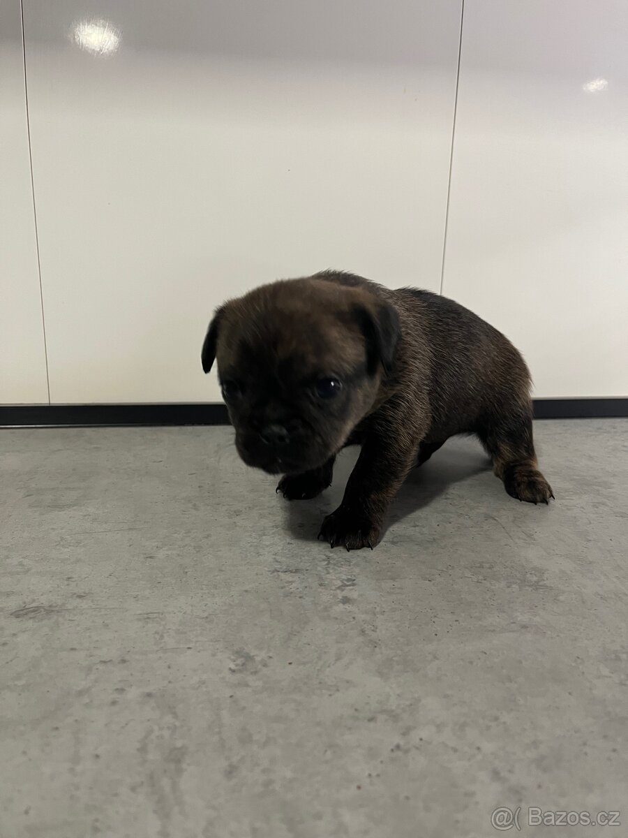 Grifonek štěňata - 4