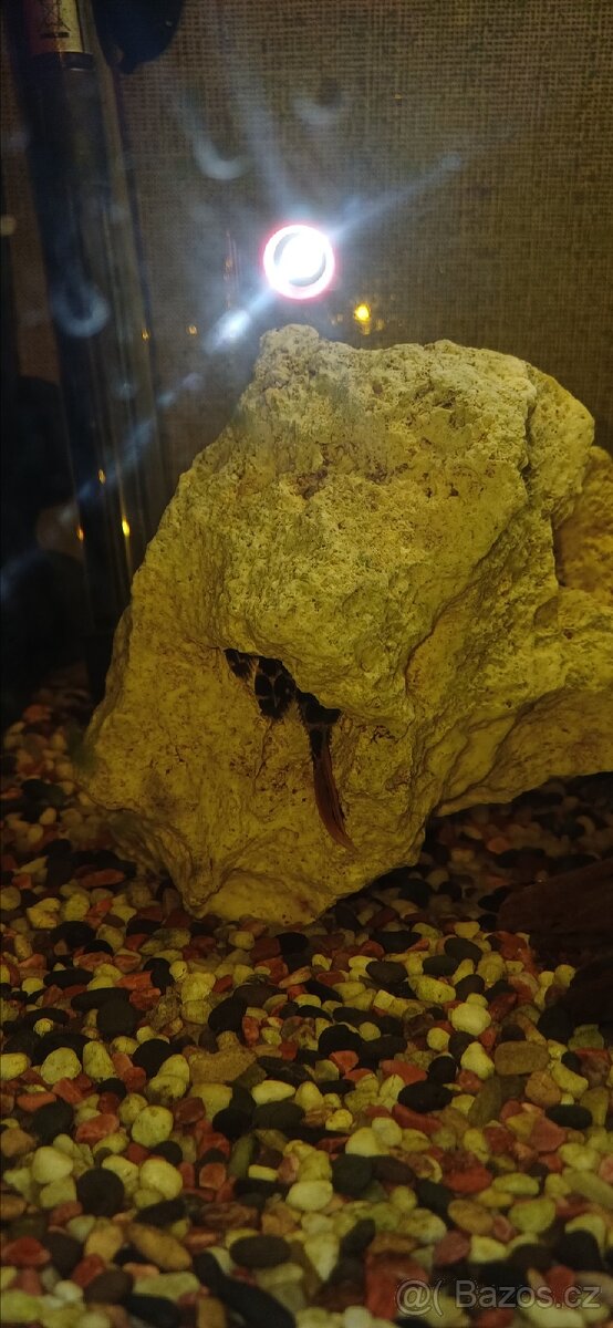 Zařízené akvárium - 4