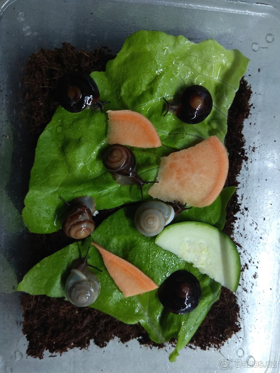 Africký šnek, mláďata - 4