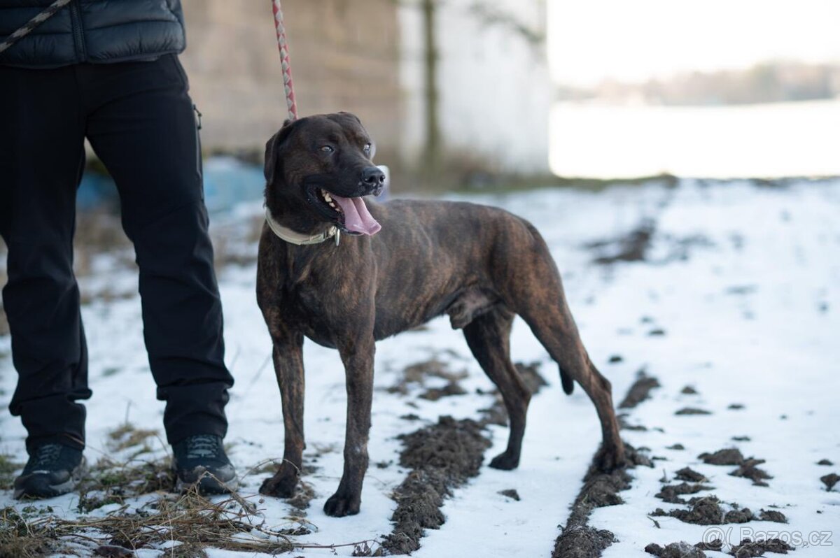 Harry hledá domov - 4