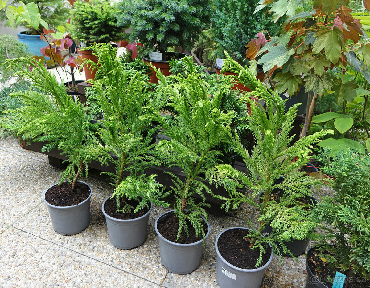 Kryptomerie japonská "Cristata" - 4