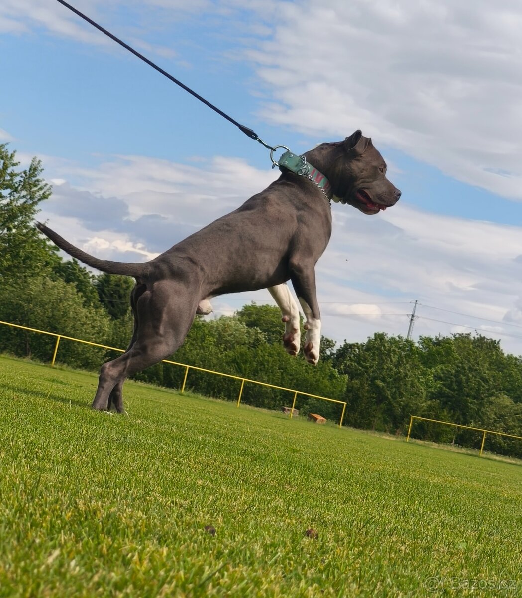 American bully - 4