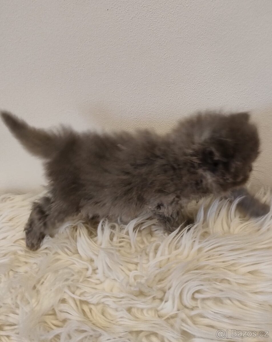 PERSKÁ koťátka - 4