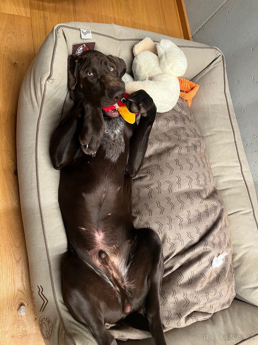 Německý ohař krátkosrstý hnědý - 4