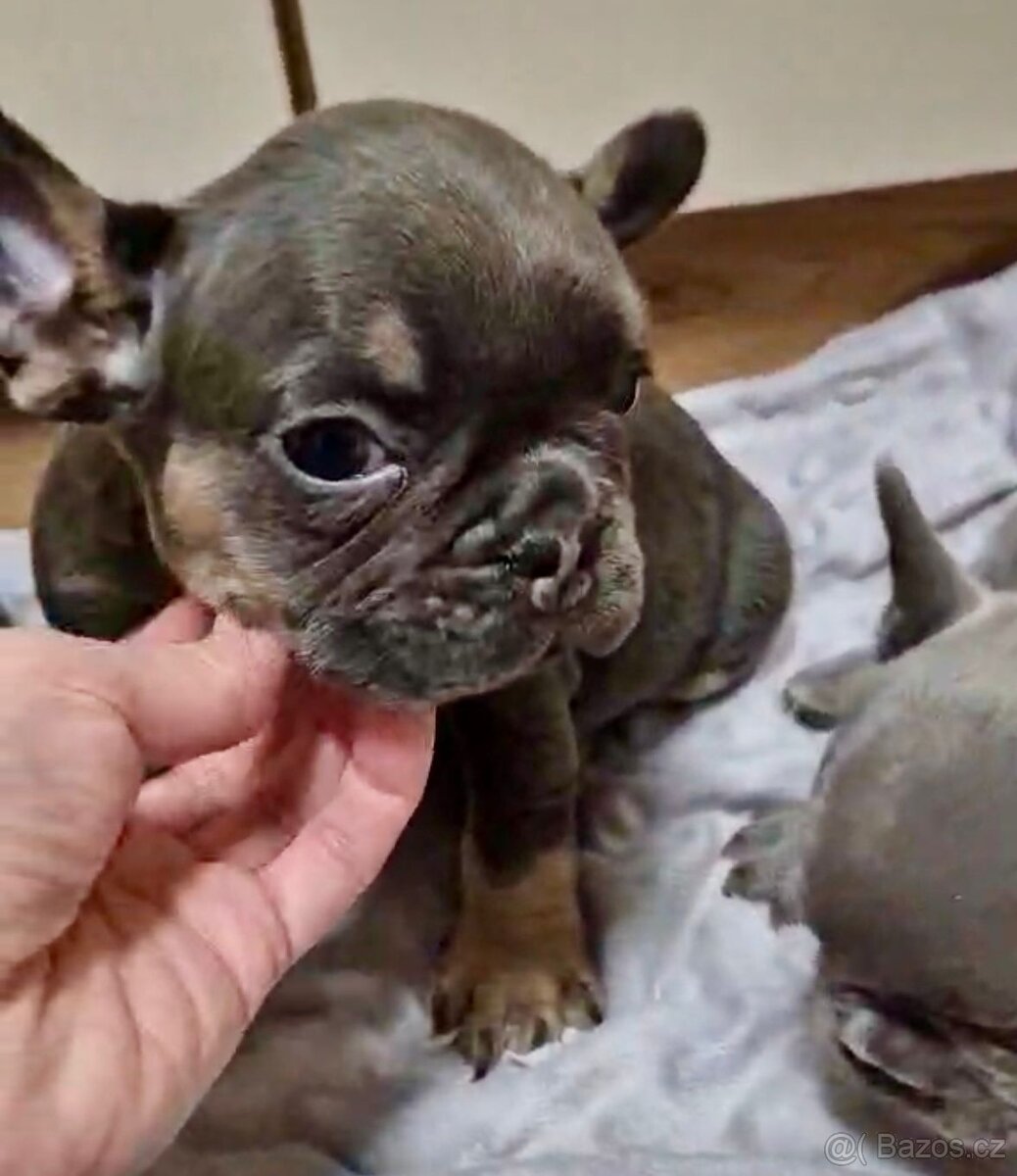 Francouzský buldoček - 4