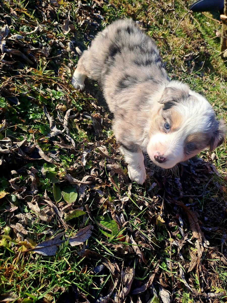 Border kolie štěnatka - 4