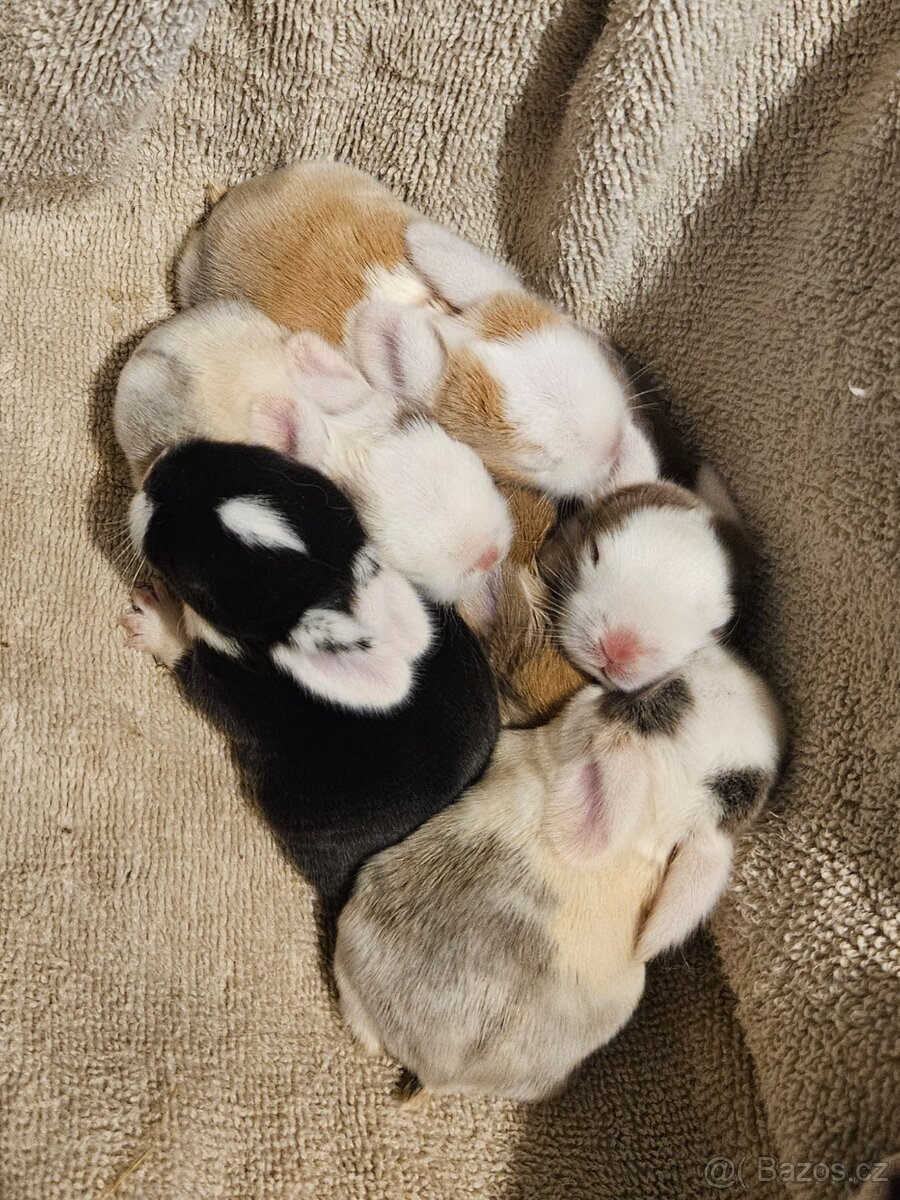 Zakrslý králíček/beránek minilop - 4