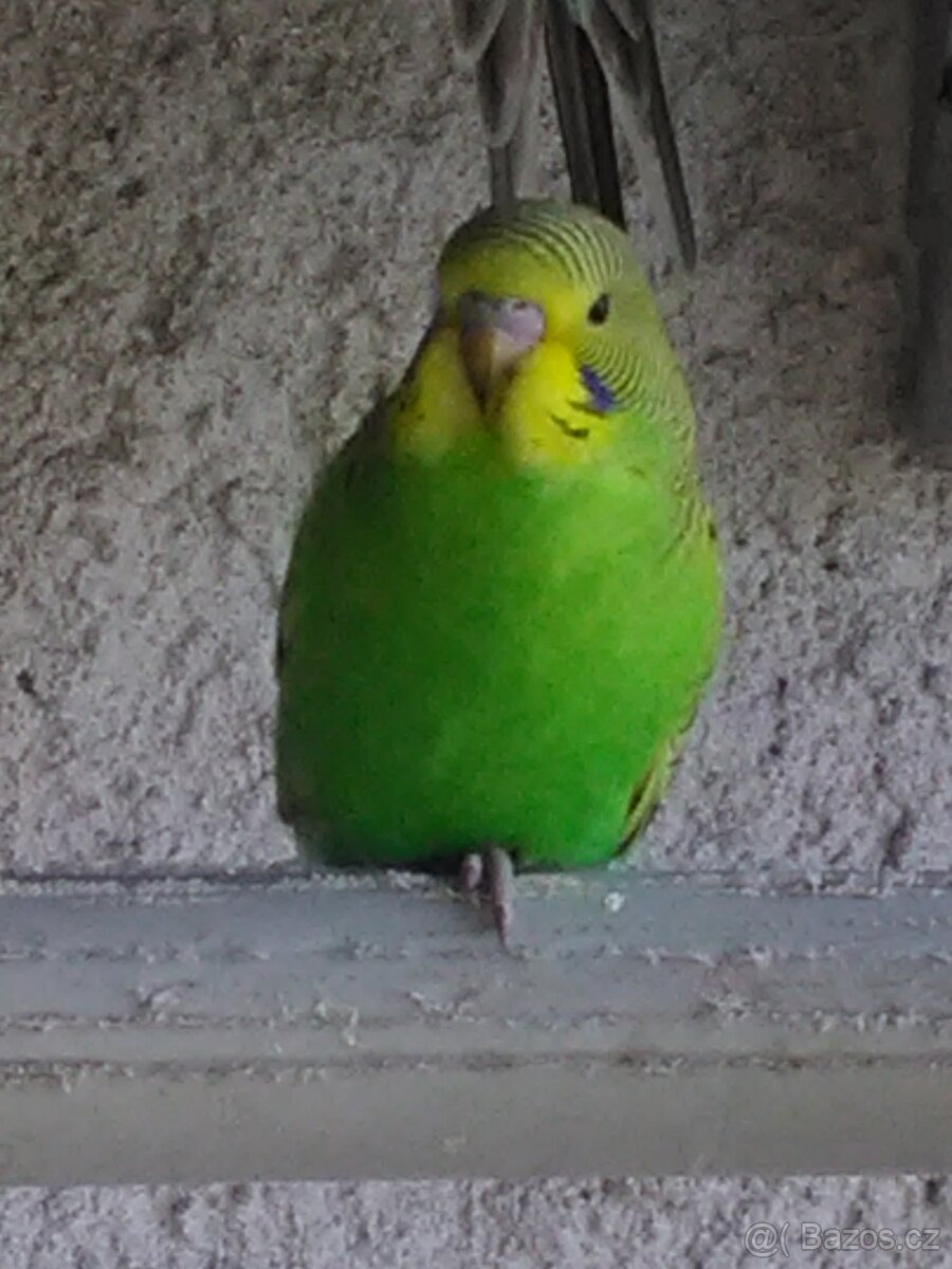 ANDULKA VLNKOVANÁ - 4