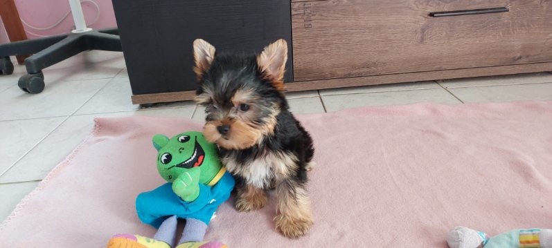 Jorkšírský teriér - 4