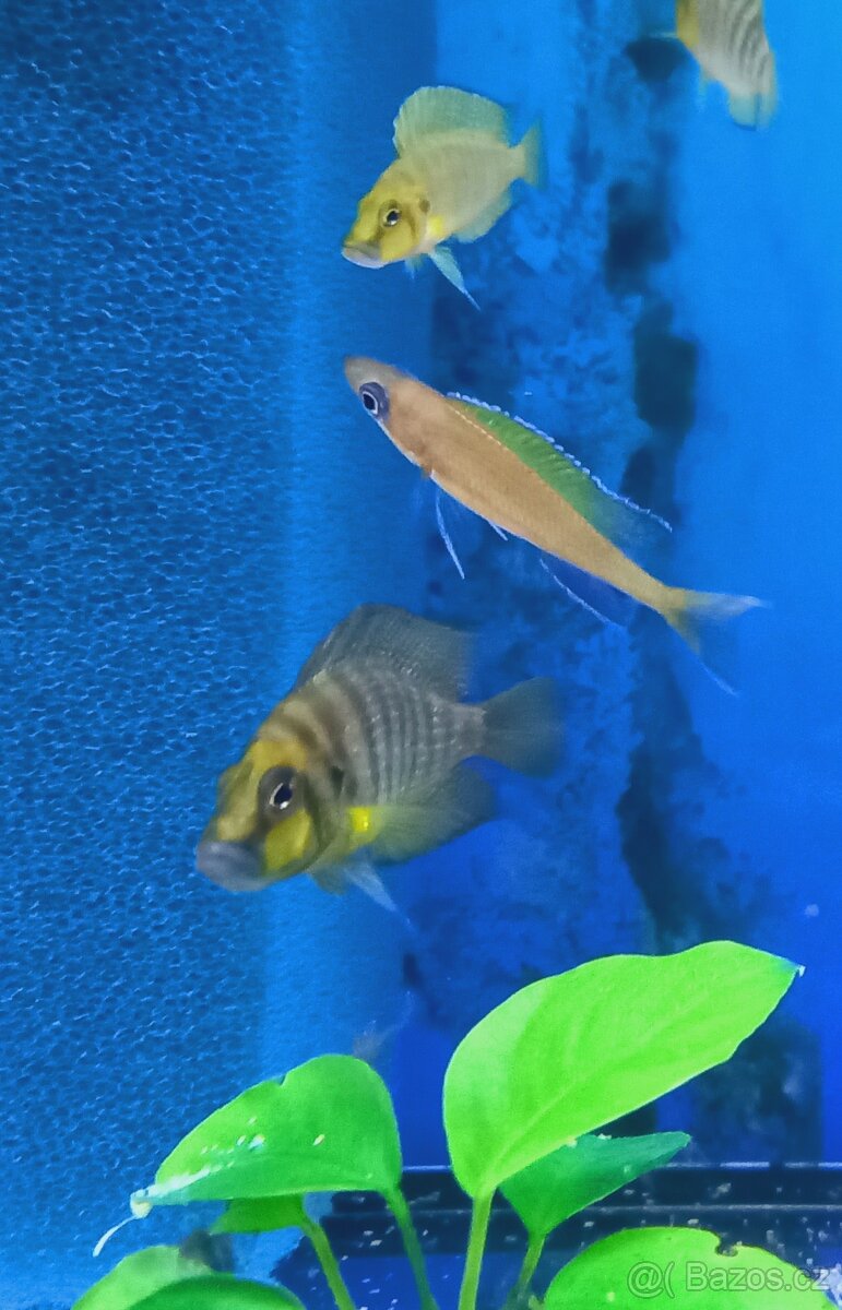 Odchovy Tanganyika - 4