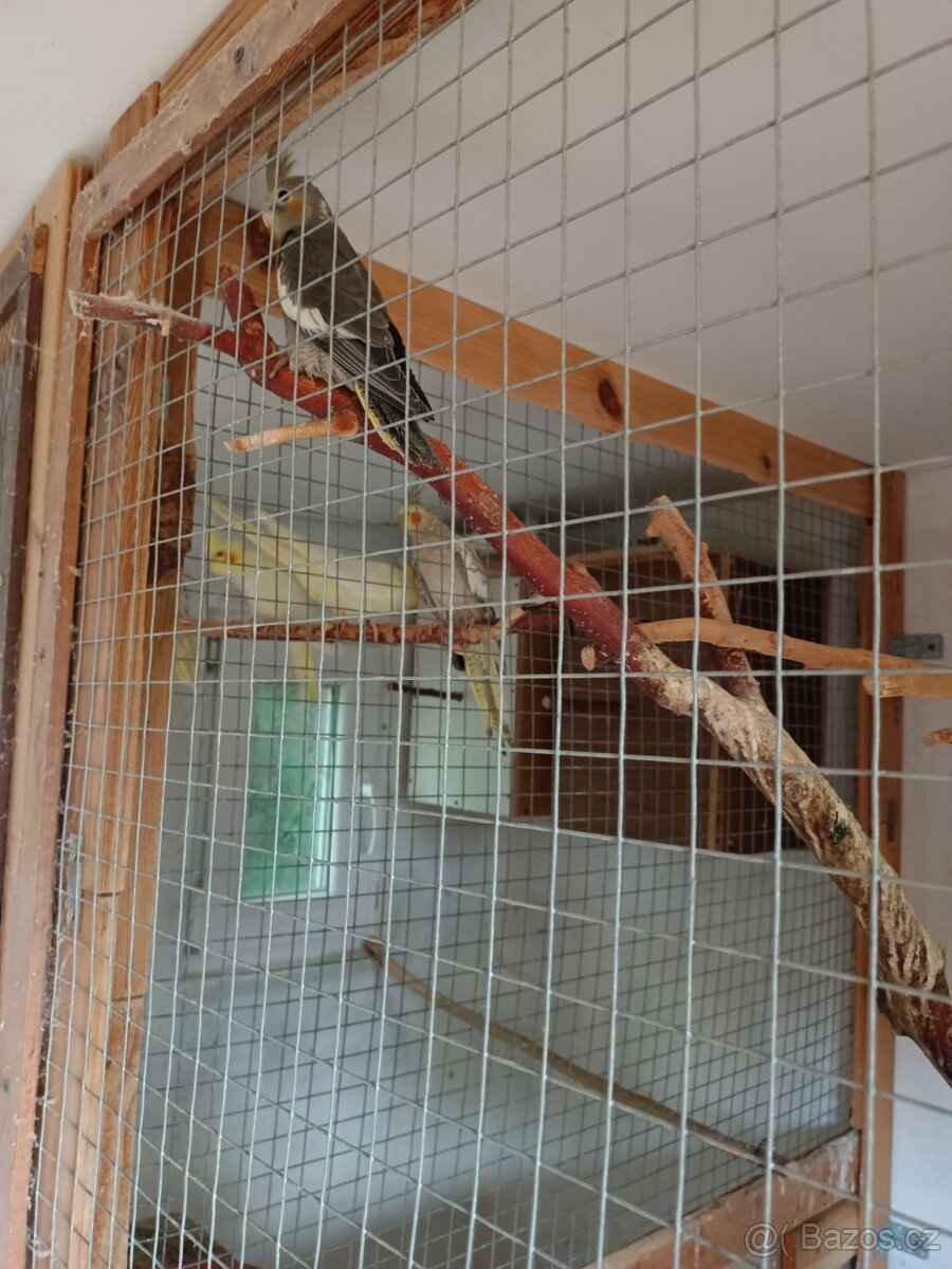 Letošní mladé Korely - 4