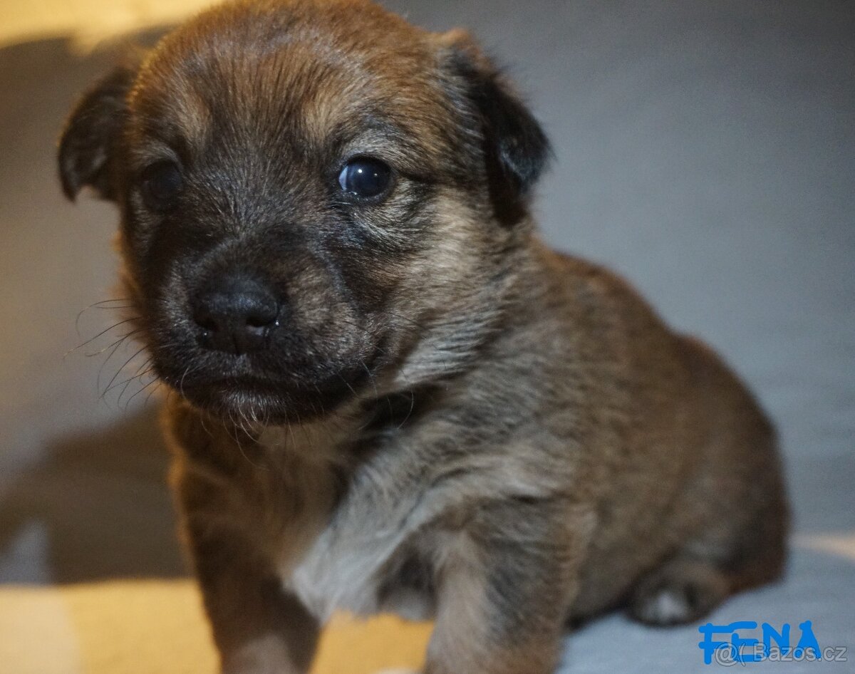 Malé plemeno štěňata MEDI s PP - 4