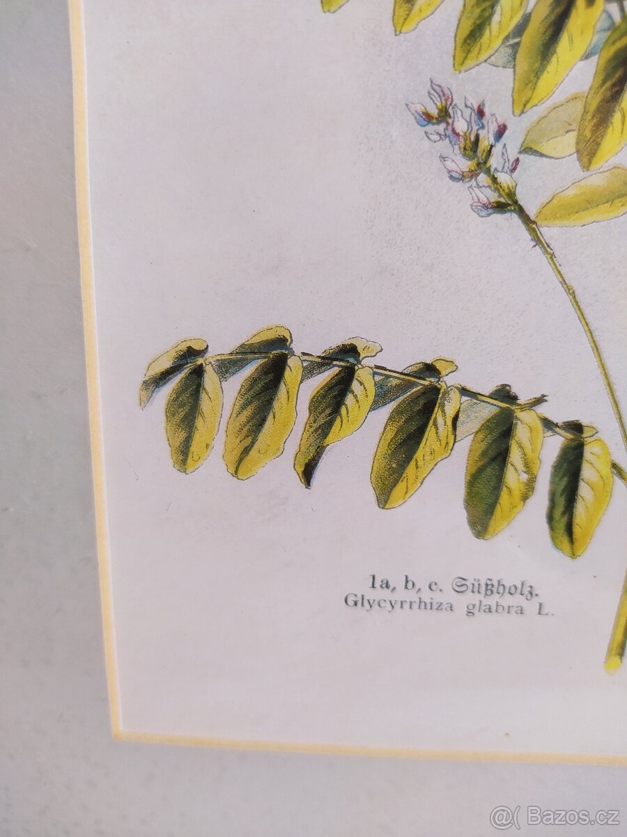 Obrázek herbář Il. - 4