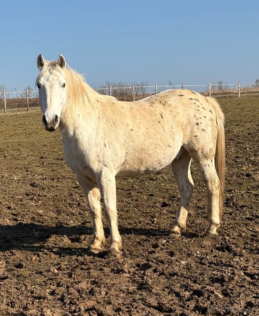 Valach appaloosa x pony - 4