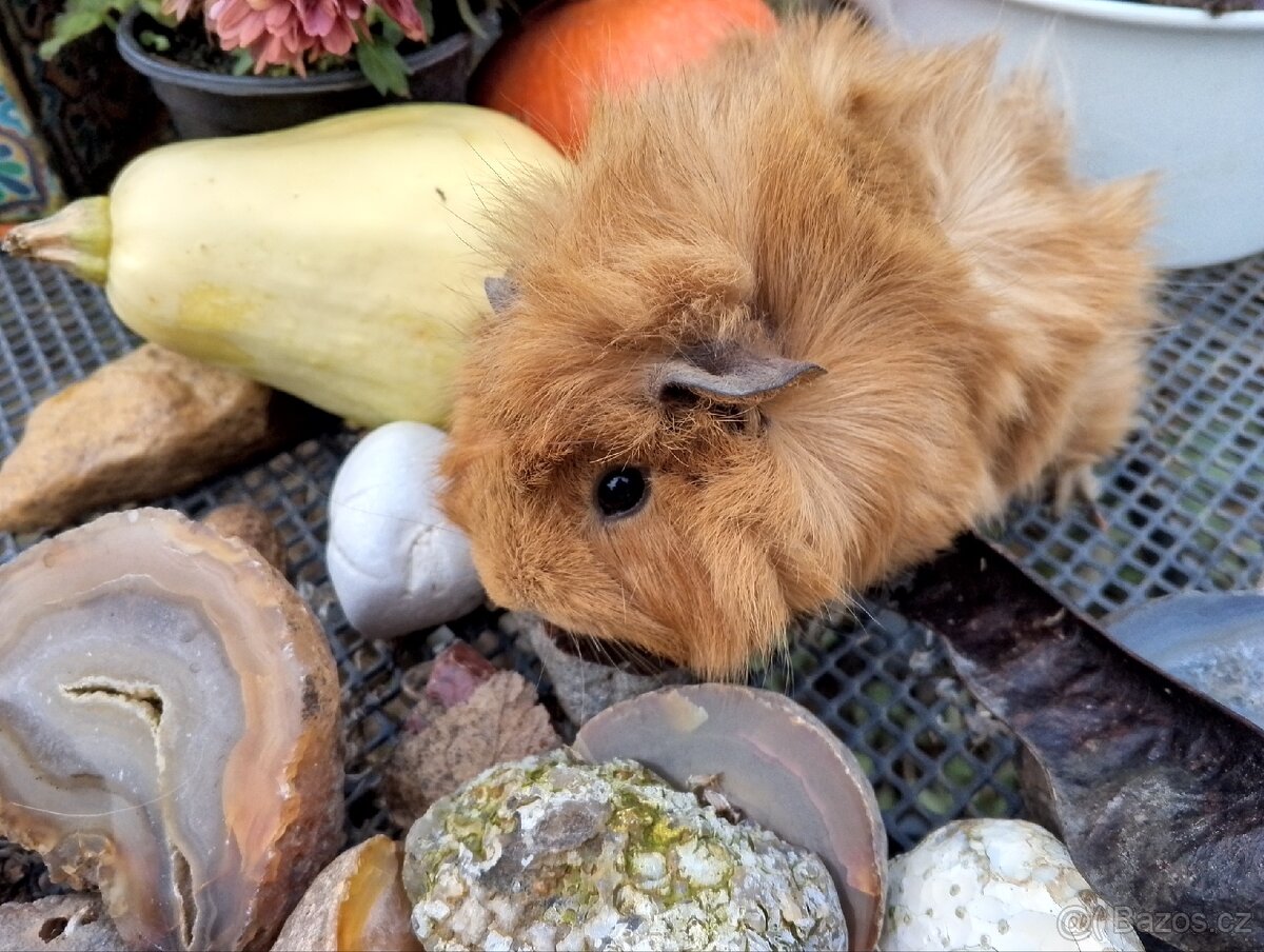 Morčátko holčička - 4