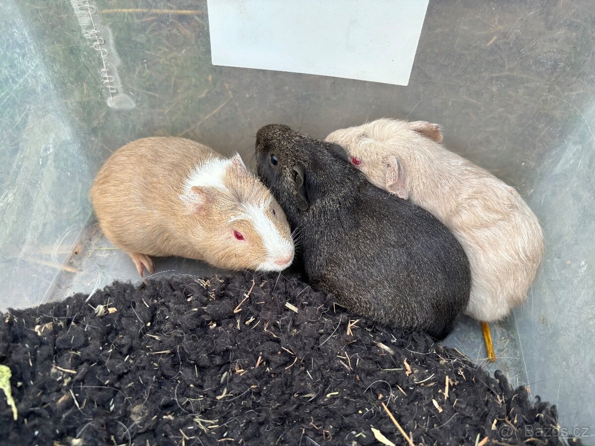 Cuy morče černý samec - 4