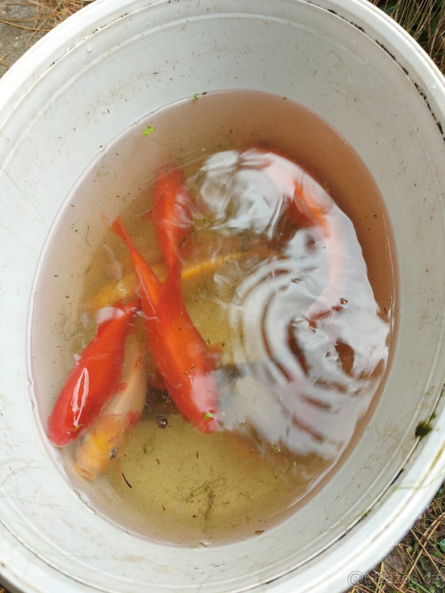 Prodám různé karásky - 4