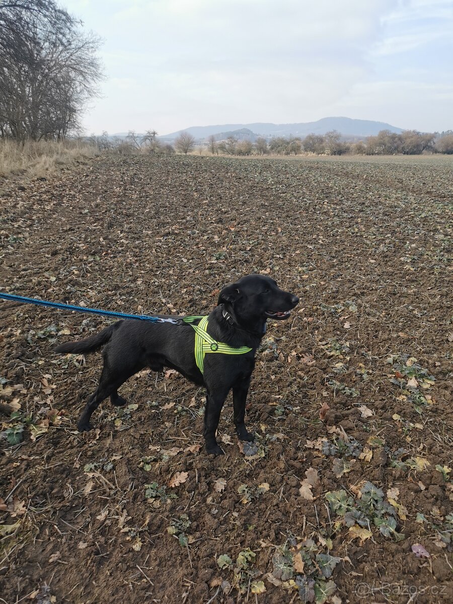 Daruji labradora - 4